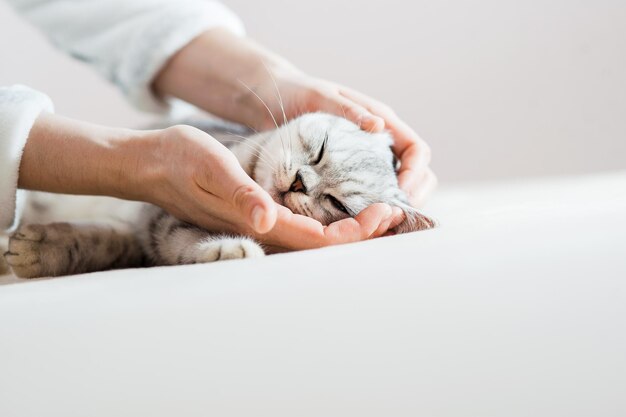 Schottisches Kätzchen in den Händen eines Mädchens Lustige graue Katze