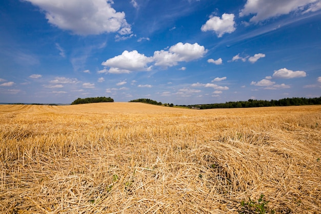 Schrägweizen - ein landwirtschaftliches Feld, auf dem die Erntefirma Weizen vorbeifuhr