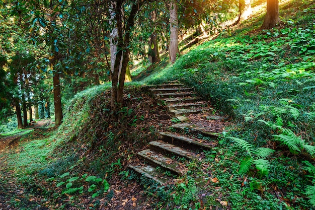 Schritt in einem geheimnisvollen grünen Wald