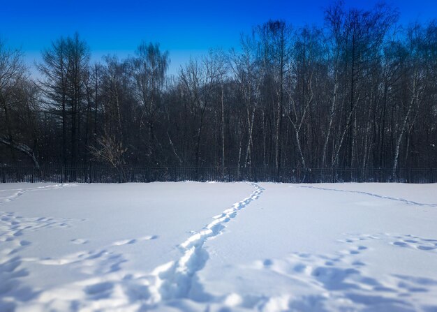 Schritte auf Schneewaldlandschaftshintergrund hd