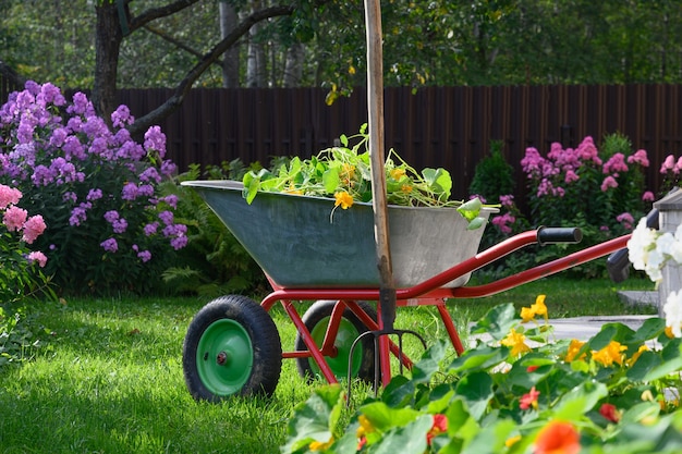 Schubkarre voller Humus und Kompost auf grünem Rasen mit gepflegten Phlox-Blüten in privatem Bauernhaus. Saisonale Gartenarbeit. Draussen.
