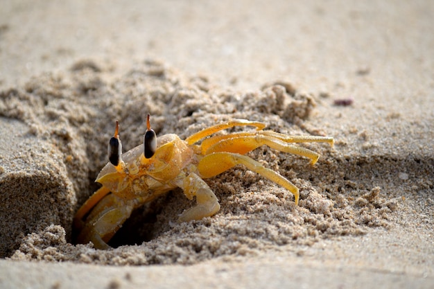 Schüchterne Geisterkrabbe im Sand