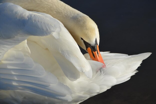 Schüchterne Schwanenfigur auf dem Wasser