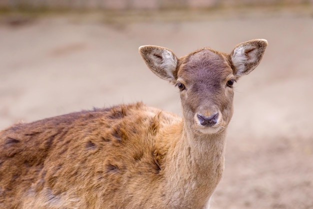 Schüchternes artiodaktisches Tierjunges Rehporträt