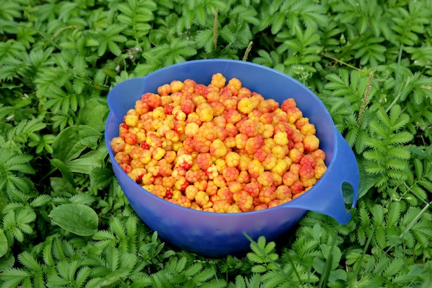 Schüssel mit den frischen Moltebeeren