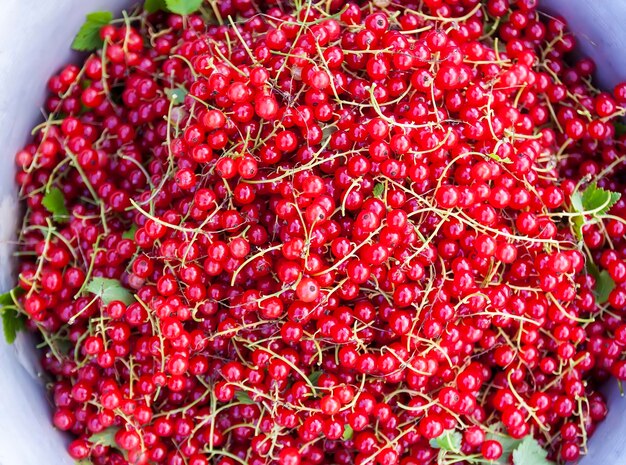 Schüssel mit reifer roter Johannisbeere auf einem grünen Gras Reife Gartenbeeren