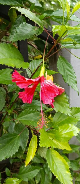 Schuhschwarzpflanze Pflanze schöne rote Blüten in Nahaufnahme