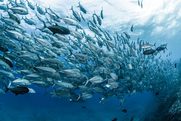 Foto schule von bigeye trevally weitwinkel