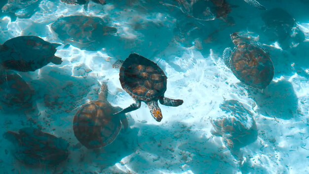 Schulen von Fischen schwimmen im Meer