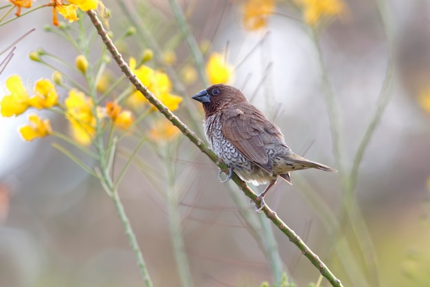 Schuppige-breasted schöne Vögel Munia Lonchura punctulata von Thailand