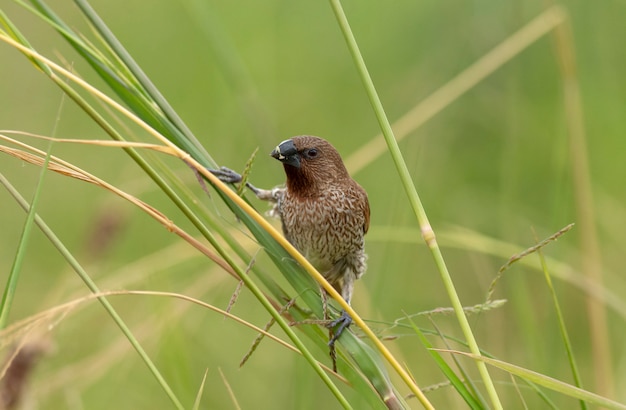 Schuppige Munia (Lonchura punctulata) frisst Unkraut oder Grassamen