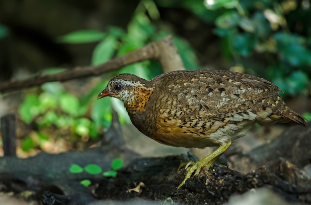 Schuppiges Rebhuhn in der Natur