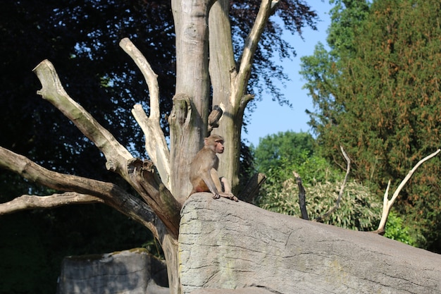 Schuss des Affen, der auf dem Baum sitzt