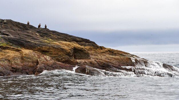 Schuss von drei Adlern sitzen auf der Klippe auf einer kleinen Insel in der Nähe von Gjesvaer Norwegen