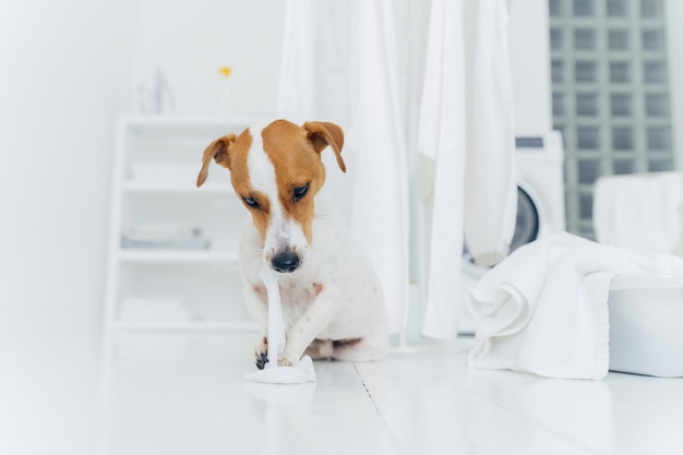 Schuss von frechem Hund spielt mit gewaschener Wäsche auf dem Boden in der Nähe von Wäscheständern, die sich in der Waschküche befinden Tiere und Waschkonzept