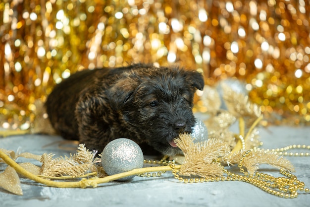 Schuss von schottischen Terrierwelpen auf goldener Wand