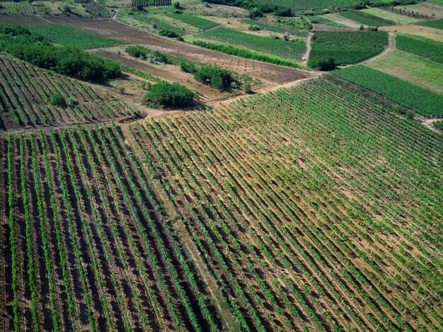 Schuss von Weinbergen in einem Dorf