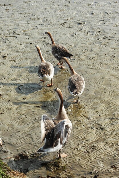 Schwäne am Rupsa-Fluss in Khulna, Bangladesch