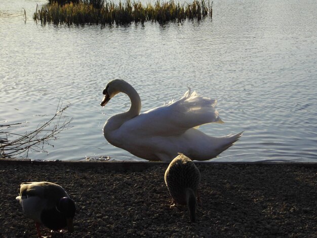 Foto schwäne am see an einem sonnigen tag