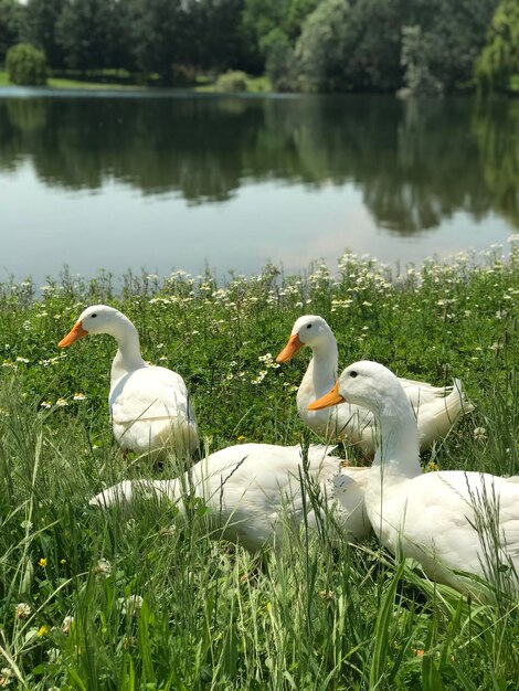 Foto schwäne am seeufer