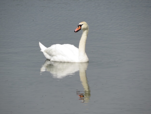 Schwäne auf dem See im Dorf