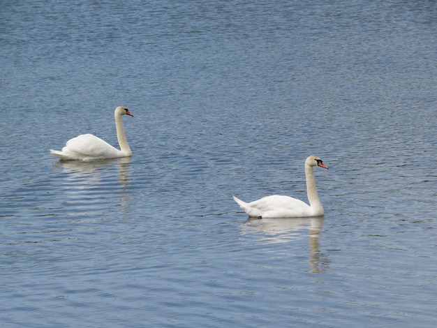 Schwäne auf dem See im Dorf