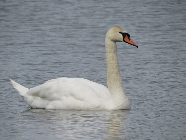 Schwäne auf dem See im Dorf