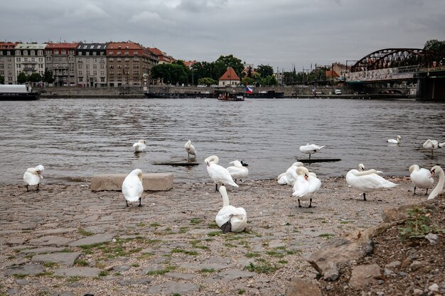 Schwäne auf der Moldau-Nahaufnahme auf dem Hintergrund des Panoramas der tschechischen Hauptstadt Prag.