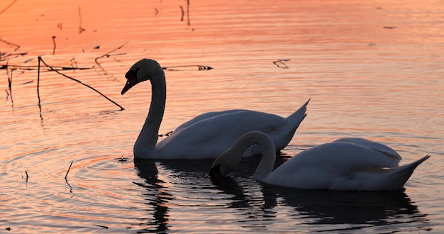 Schwäne beim Sonnenuntergang auf dem See