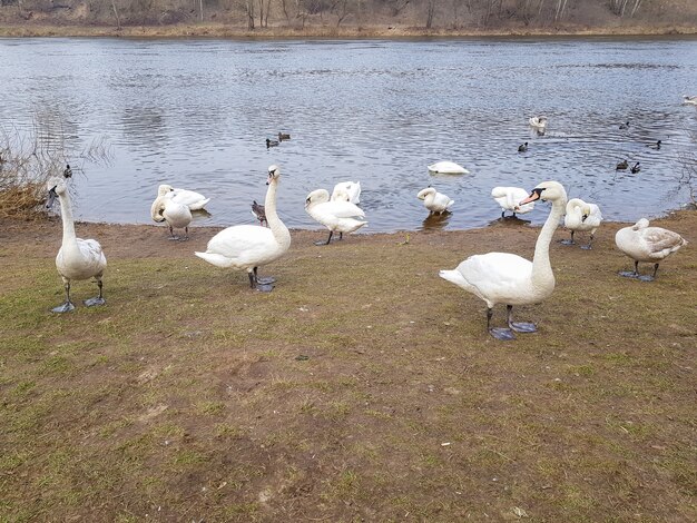 Schwäne, die auf dem Fluss vorbeiziehen Eine Familie von Schwänen schwimmt auf dem Fluss