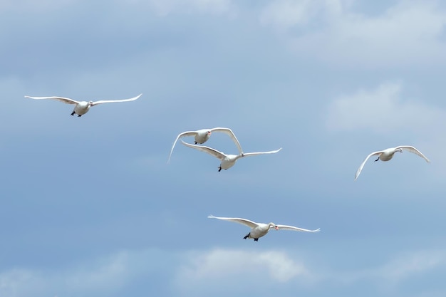 Schwäne im Flug blauer Himmel (Cygnus Olor)