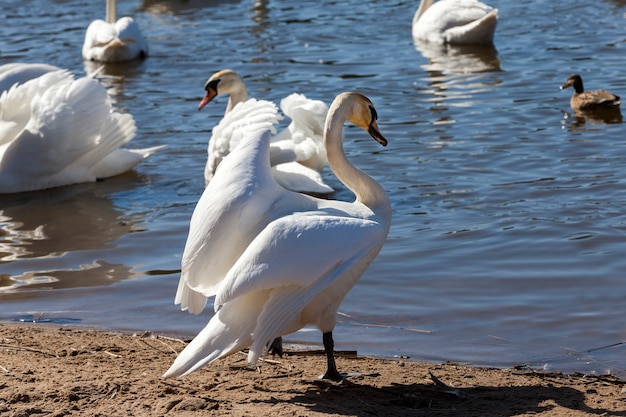 Schwäne im Frühling am See