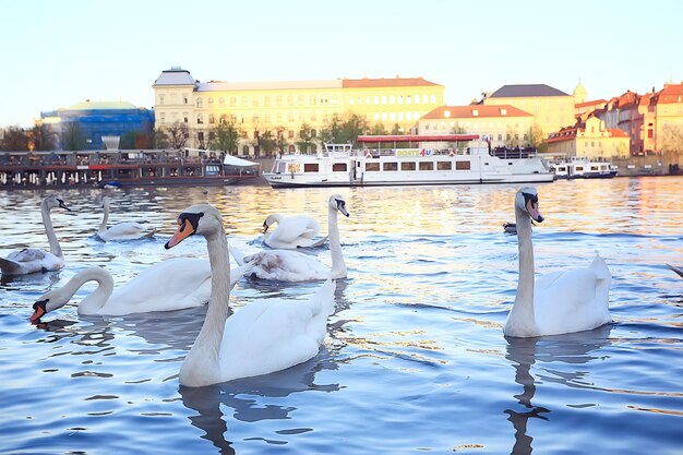 Schwäne in Prag auf der Flusslandschaft / tschechische Hauptstadt, weiße Schwäne auf dem Fluss neben der Karlsbrücke, Tschechische Republik, Tourismus