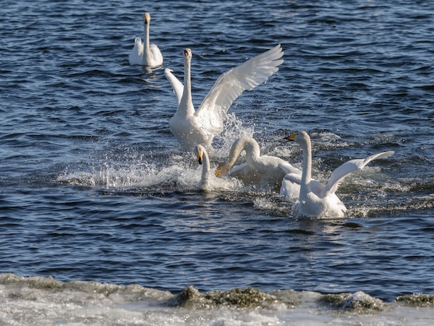 Foto schwäne konflikt, singschwäne, cygnus cygnus, kämpfen im wasser bei lista, norwegen