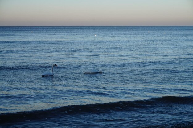 Schwäne schwimmen im Meer