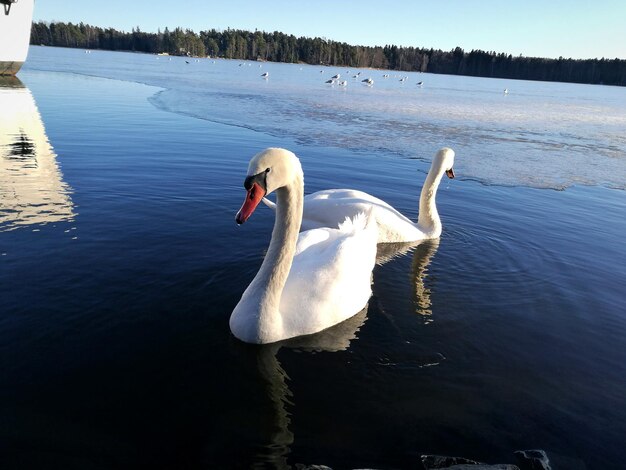 Foto schwäne schwimmen im see