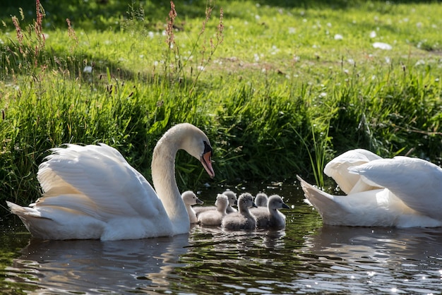 Foto schwäne schwimmen im see