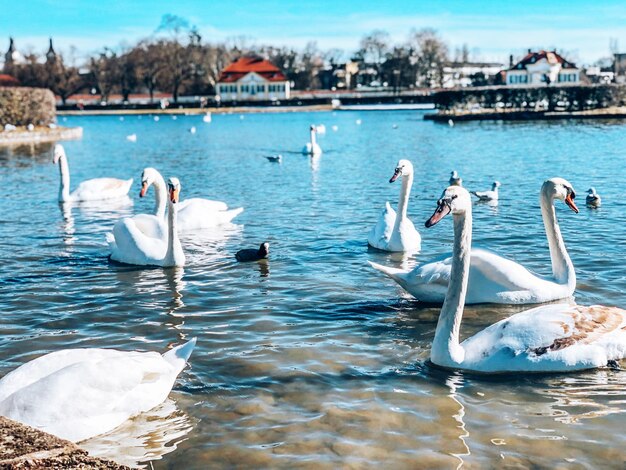 Foto schwäne schwimmen im see