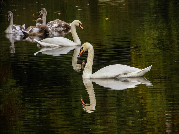 Schwäne schwimmen im Teich