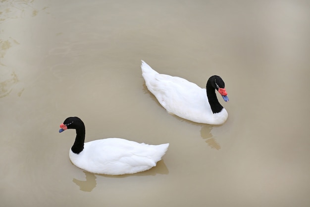 Schwäne schwimmen im Teich.