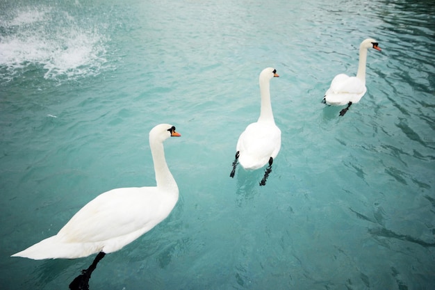 Schwäne schwimmen