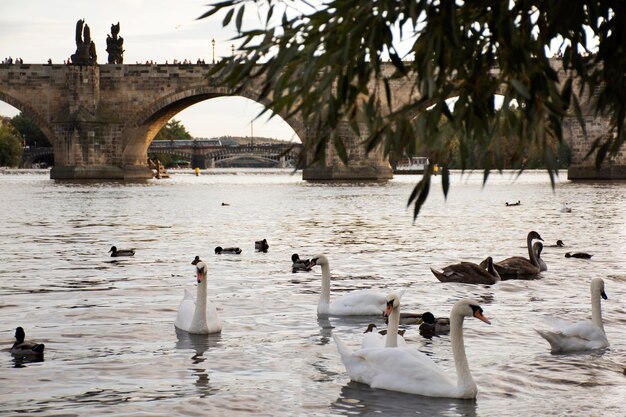 Schwäne schwimmende Familie entspannen und schwimmen bei der Suche nach Nahrung in der Moldau in der Altstadt in der Nähe der Karlsbrücke in Prag in der Tschechischen Republik