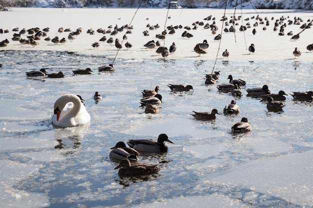 Schwäne und Enten schwimmen an einem sonnigen Wintertag in einem zugefrorenen See