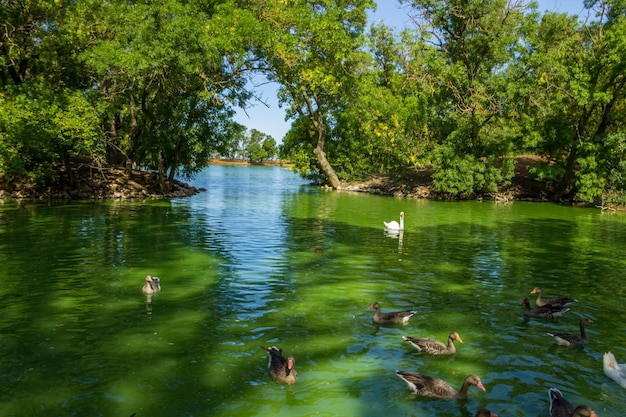 Schwäne und Enten schwimmen im See