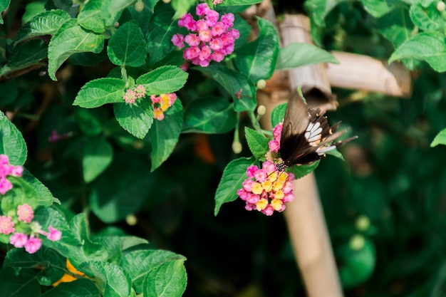 Schwärmender Schmetterling, gelb-rosa Blumen mit einem belaubten Hintergrund.