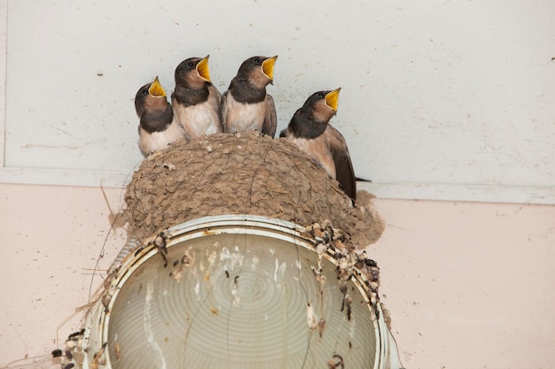 Schwalben der Familienvögel sitzen in einem Nest mit offenem Schnabel.