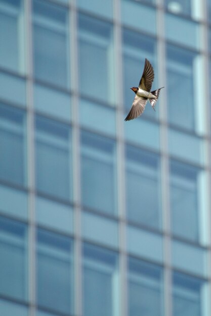 Foto schwalben fliegen