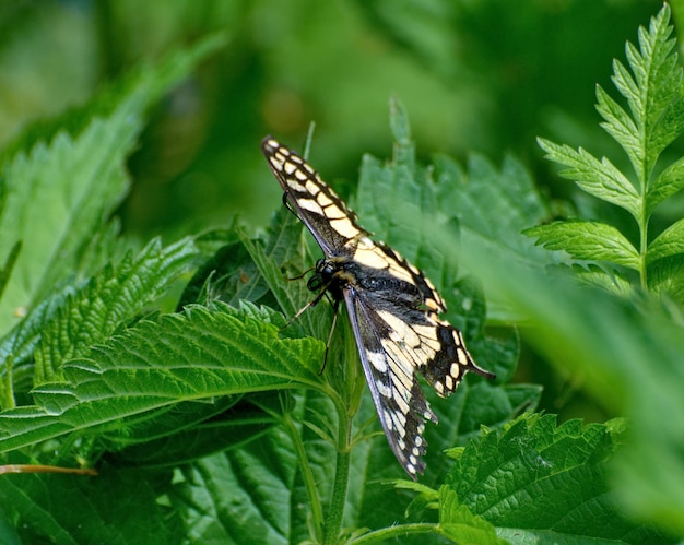 Schwalbenschwanz Papilio machaon auf einem Brennnesselblatt