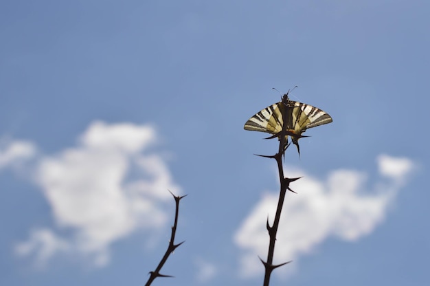 Schwalbenschwanz-Schmetterling auf einer stacheligen Pflanze