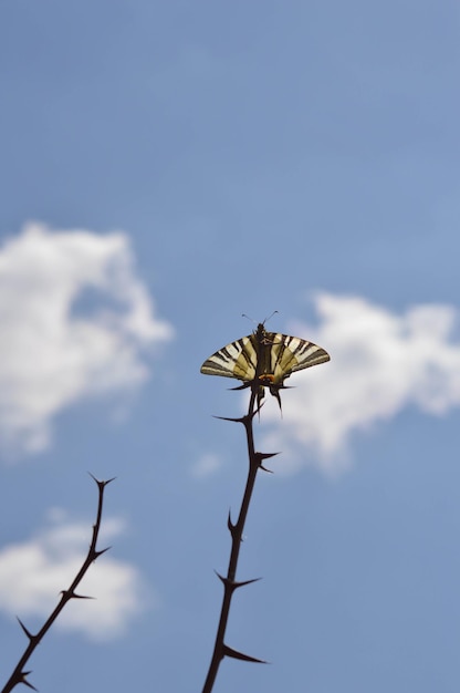 Schwalbenschwanz-Schmetterling auf einer stacheligen Pflanze